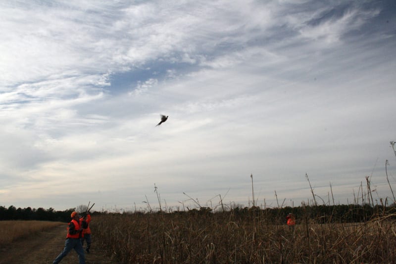 Hunting Club for Pheasant Hunting in Westchester County